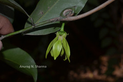 Artabotrys hexapetalus